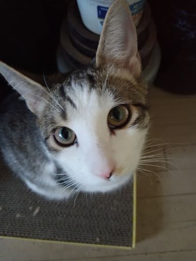 Pet Supply Store «PetSmart», reviews and photos, 1275 N Military Hwy, Norfolk, VA 23502, USA