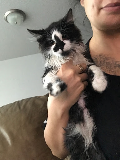 Pet Supply Store «PetSmart», reviews and photos, 3081 S 5600 W, Salt Lake City, UT 84120, USA