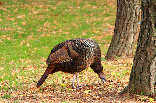 Racecourse «Suffolk Downs», reviews and photos, 525 William F McClellan Hwy, Boston, MA 02128, USA