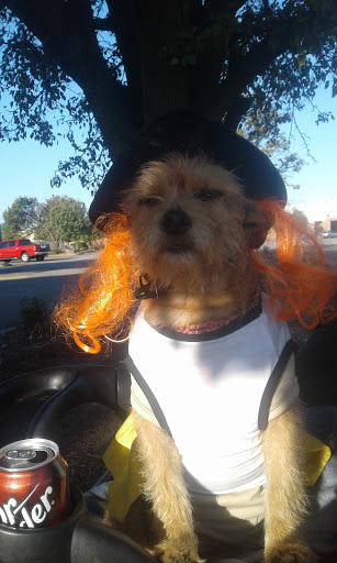 Pet Supply Store «PetSmart», reviews and photos, 3093 E Main St, Russellville, AR 72802, USA