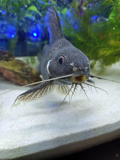 Pet Store «Forest Lake Pets», reviews and photos, 120 Lake St N, Forest Lake, MN 55025, USA