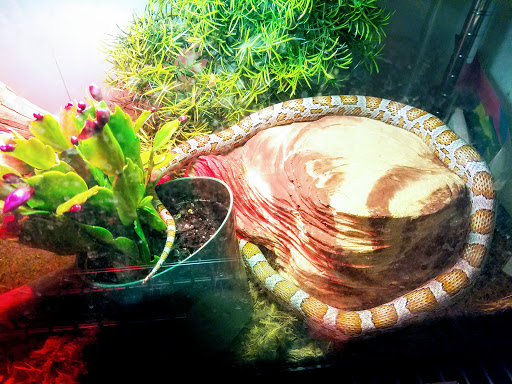 Pet Store «Wilmette Pet Center LLC», reviews and photos, 625 Green Bay Rd, Wilmette, IL 60091, USA