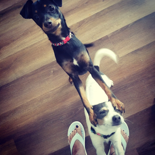 Pet Supply Store «Pet Supplies Plus», reviews and photos, 1937 FL-60, Valrico, FL 33594, USA