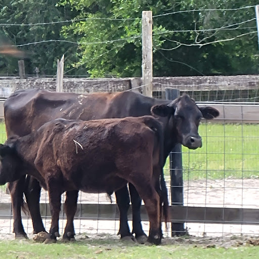 Zoo «Petting zoo Ocala», reviews and photos, 11150 FL-40, Ocala, FL 34482, USA