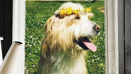 Peluquería canina Puppy - Servicios para mascota en Santander