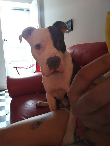 Tattoo and Piercing Shop «Skin Deep», reviews and photos, 2503 N 2nd St, Philadelphia, PA 19133, USA