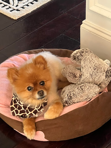 Insurance Agency «Embrace Pet Insurance», reviews and photos