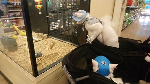 Shopping Mall «Old Town Shopping Center», reviews and photos, 5500 Greenville Ave, Dallas, TX 75206, USA