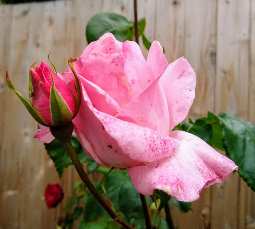 Park «Melilah Park», reviews and photos, SW 182nd Ave, Aloha, OR 97006, USA