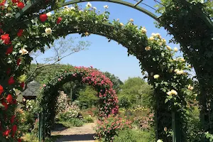 English Rose Garden image