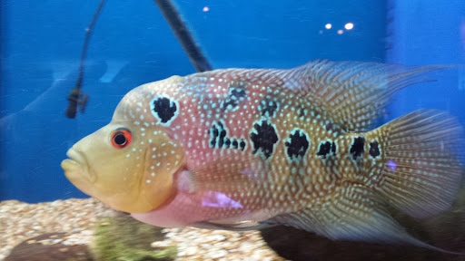 Pet Store «Olathe Pet Shop», reviews and photos, 16651 151st St, Olathe, KS 66062, USA