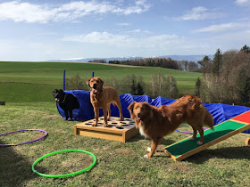 Traumhund.jetzt