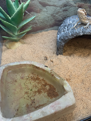 Pet Supply Store «Petco Animal Supplies», reviews and photos, 308 E Meighan Blvd, Gadsden, AL 35903, USA