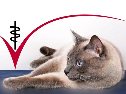 Tierärztliche Praxis für Klein- und Heimtiere, Ute Lipka unter Wuppertal, Nordrhein-Westfalen