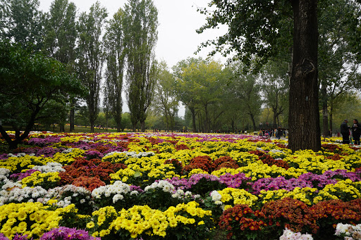北京植物园绚秋园