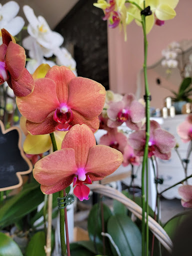 Orchid Republic Floral Boutique image