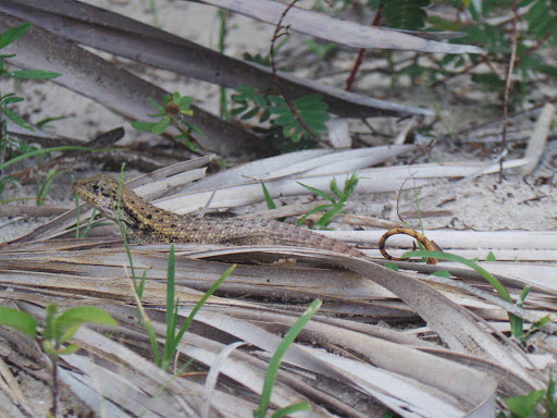Park «Juno Dunes Natural Area», reviews and photos, 14501 US-1, Juno Beach, FL 33408, USA