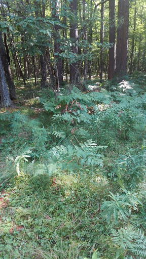 Club «Norwood Pines Supper Club», reviews and photos, 10171 WI-70, Minocqua, WI 54548, USA