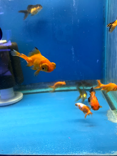 Pet Store «Fish Bowl Aquarium & Pet Mart», reviews and photos, 725 Providence St, West Warwick, RI 02893, USA