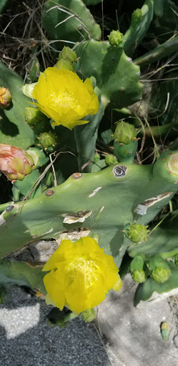 Park «Olmos Basin», reviews and photos, 651 Devine Rd, San Antonio, TX 78209, USA