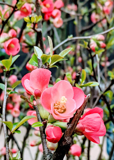 Park «Fairland Recreational Park», reviews and photos, 3928 Greencastle Rd, Burtonsville, MD 20866, USA