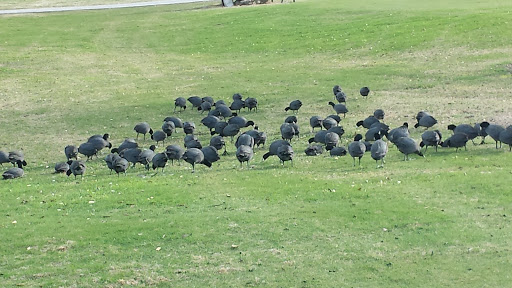 Golf Course «Prairie Lakes Golf Course», reviews and photos, 3202 SE 14th St, Grand Prairie, TX 75052, USA