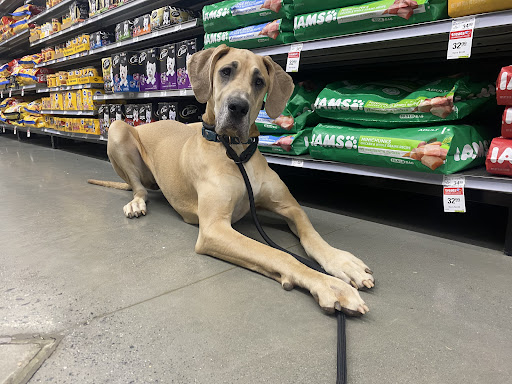 Dog Trainer «Off Leash K9 Training, Charlottesville», reviews and photos, 8782 Seminole Trail, Ruckersville, VA 22968, USA