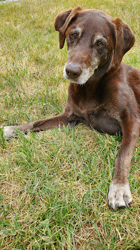 Door 2 Door Veterinary Care image