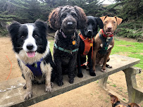 Barking About Town - Photo 3 - Car repair in , San Francisco