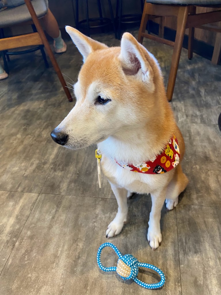 DogKong港式寵物餐廳|寵物友善|港式小吃 的照片