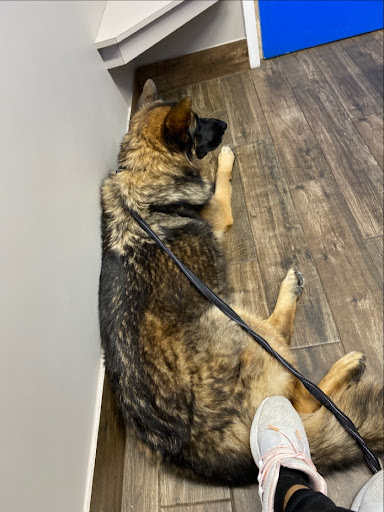 Highland Animal Hospital: Bostic Berry DVM image