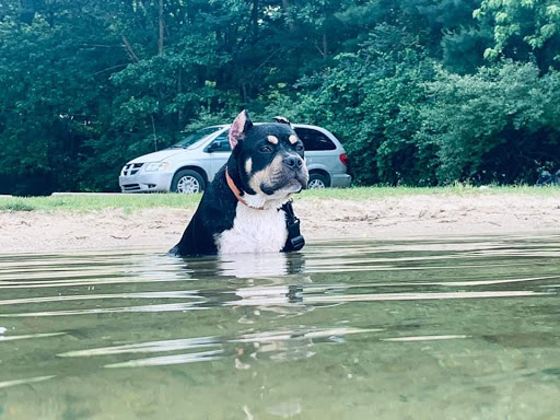 Pet Supply Store «Petco Animal Supplies», reviews and photos, 6280 S Westnedge Ave, Portage, MI 49002, USA