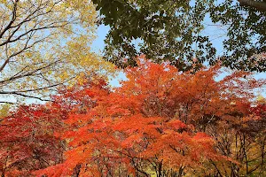 Gyeongsangnamdo Arboretum image
