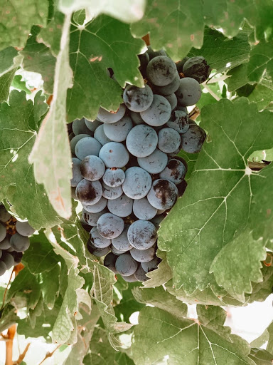 Winery «Spanish Valley Vineyard & Winery», reviews and photos, 4710 Zimmerman Ln, Moab, UT 84532, USA