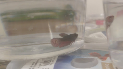 Pet Supply Store «Petco Animal Supplies», reviews and photos, 5190 Borgen Blvd #201, Gig Harbor, WA 98332, USA