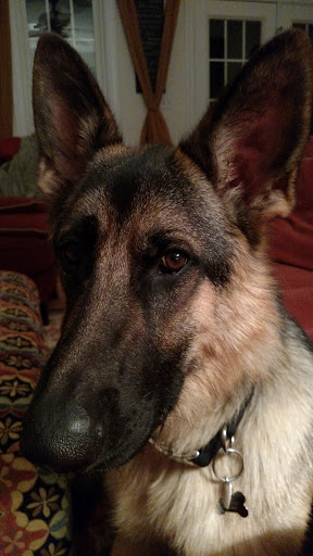 Pet Supply Store «Petco Animal Supplies», reviews and photos, 349 Perimeter Dr, Midlothian, VA 23113, USA