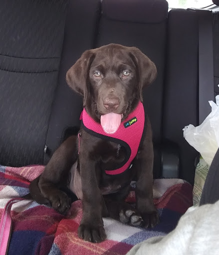 Pet Supply Store «Pet Valu», reviews and photos, 3563 Washington Rd, Canonsburg, PA 15317, USA