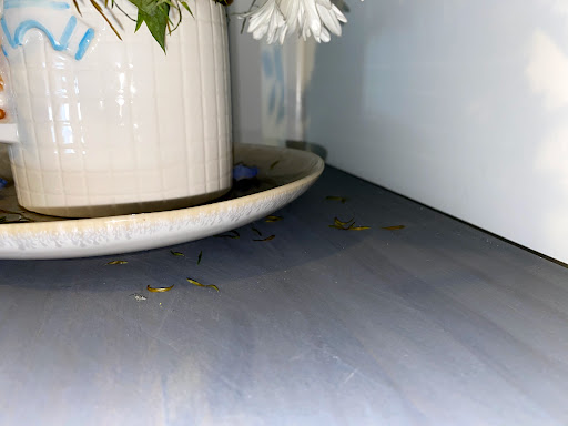 House Cleaning Service «Maid in Raleigh», reviews and photos, 112 S Blount St #101, Raleigh, NC 27601, USA