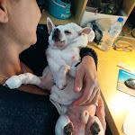 Photo n° 2 de l'avis de Al. fait le 29/11/2022 à 18:12 pour Clinique vétérinaire du Bellay - Langeais - Sevetys à Langeais