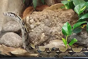 Reptile House image