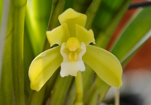 Vườn Lan Ngọc Hưng