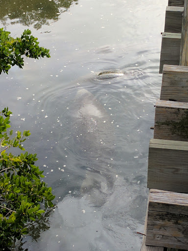 Nature Preserve «Manatee Viewing Center», reviews and photos, 6990 Dickman Rd, Apollo Beach, FL 33572, USA