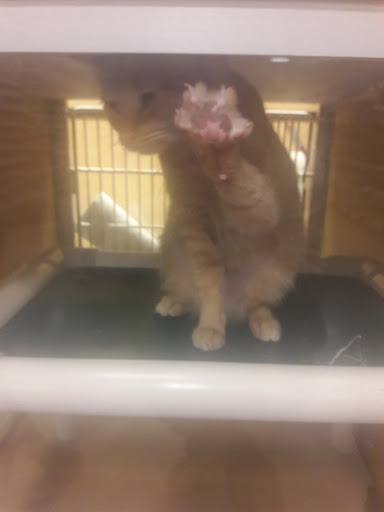 Pet Supply Store «PetSmart», reviews and photos, 1130 SE Everett Mall Way, Everett, WA 98208, USA