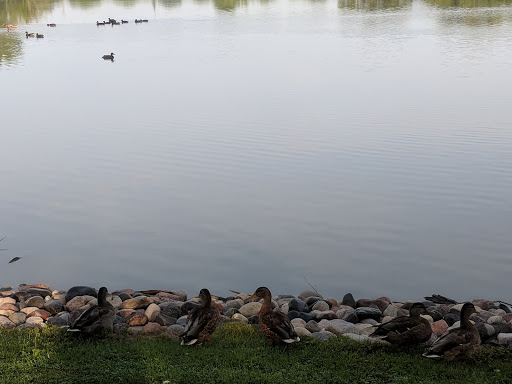 Park «Prairie Park», reviews and photos, 431 Knollwood Dr, Barrington, IL 60010, USA