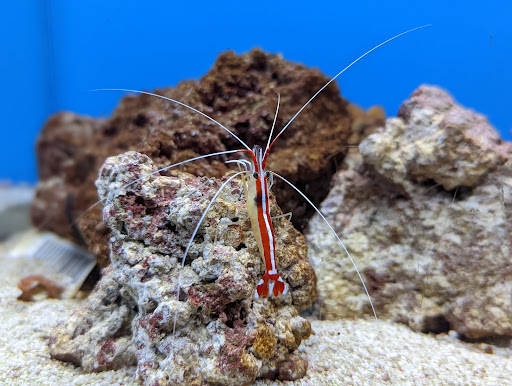 Pet Supply Store «Petco Animal Supplies», reviews and photos, 22 Peninsula Center, Rolling Hills Estates, CA 90274, USA