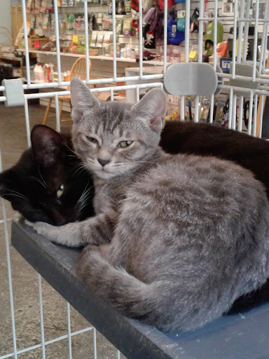 Pet Store «Bushy Tails», reviews and photos, 1087 Flushing Ave, Brooklyn, NY 11237, USA