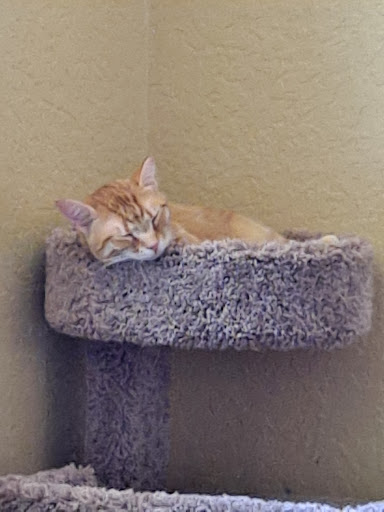 Pet Supply Store «PetSmart», reviews and photos, 300 N Congress Ave, Lake Park, FL 33403, USA