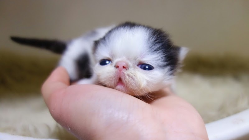 Crystal Cats 子猫販売 ブリーダーペットショップ ペルシャ チンチラ マンチカン 福岡県北九州市若松区東二島 ペットショップ グルコミ