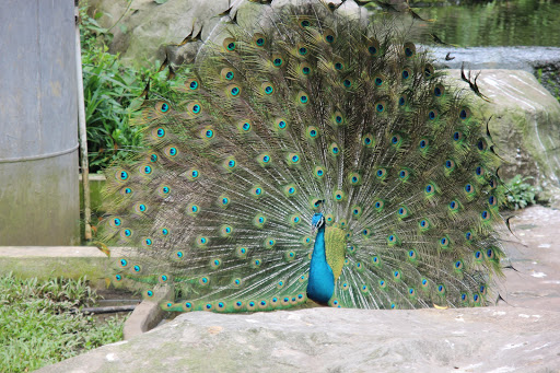Taman Burung Kuala Lumpur
