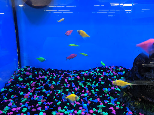 Pet Supply Store «Pet Supplies Plus», reviews and photos, 1240 Seminole Trail, Charlottesville, VA 22901, USA